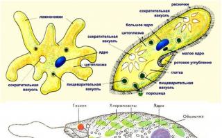 Allgemeine Merkmale und Struktur des Protozoentyps